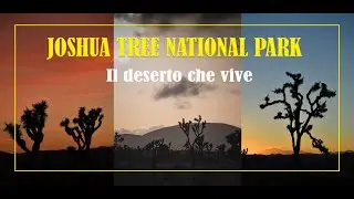 Joshua Tree National Park - Il deserto che vive | In camper negli USA