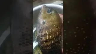 ഇന്ന് കിട്ടിയ കരിമീൻ / Pearl spot caught today #pearlspot #greenchromide ##lakefish #fish ###shorts