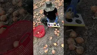 Onion Sorting: You Won't Believe How They Do It! 🤯