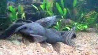 Synodontis eruptus