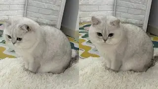 Laughing Out Loud With Hilarious Derpy Cat Moments &ndash; Synth Groove #18