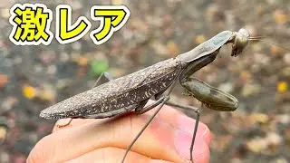 外来カマキリを乱獲するつもりが激レアカマキリ発見【カマキリ採集】