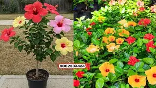 Wholesale plant Market Hibiscus flower || Cheapest Plant market in India 9062334424