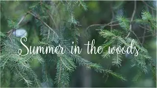 SUMMER IN THE WOODS