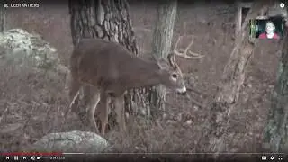 mammal diversity in Northeast U.S.
