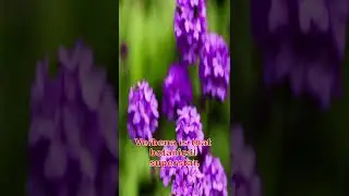 Unlock Nature's Secret: The Verbena Superplant That Attracts Butterflies & Soothes Souls!