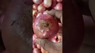 How to measure onion size for domestic and export purpose #onion #onionexport #onionexportindubai