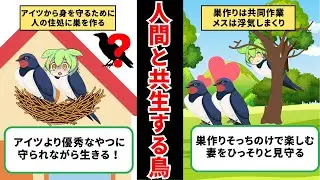 オスは辛いよ・・・ツバメの一生【ずんだもん&ゆっくり解説】