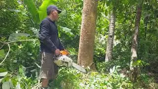 cutting down golden teak wood in the chocolate tree garden!!stihl 070