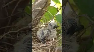 Poor Little Baby Dove in the nest  30