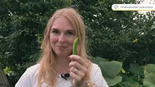 Бобы