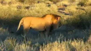 Free Stock Footage Male Lion in Early Morning Sunlight - Africa Travel Channel in HD