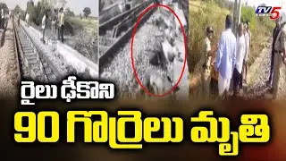 Tragic Mishap in Kamareddy : 90 Sheep Lost Life in Train Accident | TV5 News