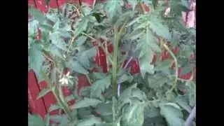 Tomato, Arkansas Traveler (05July13)