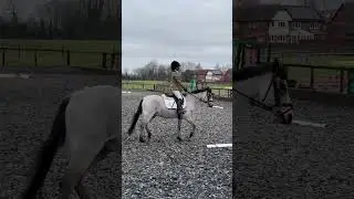 Chloe W & Thistledown Firebird (Phoenix)