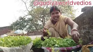 देहाती पलाग या धनिया छत पर उगाकर दाल या चटनी बनायें @Gudiyaworldvideos