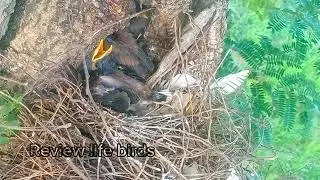 It is a beautiful area for the Common Myna bird EP25 @Reviewlifebirds2255 
