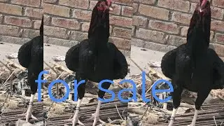 aseel murga for sale on YouTube channel crazy birds 🕊️🕊️