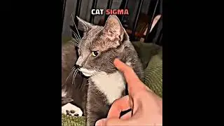 Cat Sigma☠️ Vs Dog Sigma 🤡 #cat #cats #funnycat #dog #dogs #funny