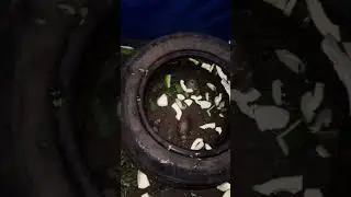Feeding our snail unripe paw paw and also we have a newborn watch to the end.