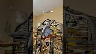 Gizmo tells Bird to Squawk off!! 😅 #funnyparrot #bird #talkingparrot #parrot