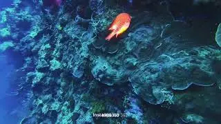 Dive Panglao and Dauis 2025! 😇#JRBigBrother#MrOrange #Diving #Divers