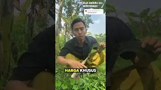 HARGA KHUSUS SUBSCRIBER ARIT BAJA ISEN SUPER TAJAM #shorts #yearsofyou #perkakasmaduraasli