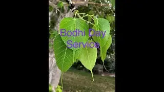 Bodhi Day Service 12-07-2025