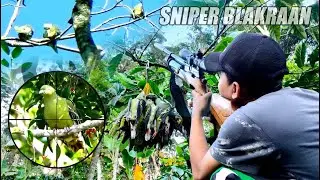 RIBUAN PUNAI BERDATANGAN!!Berburu Punai poin melimpah