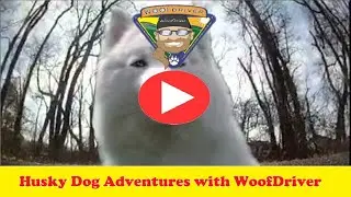 Husky Dog Jag sings 