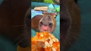 rescue capybara from the sewer