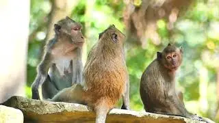 Jades monkey need care of health , She given of adult to treatment by massage body