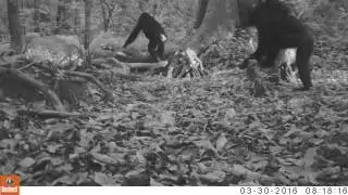 Budongo Chimps - up close & personal