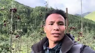 Dhorpatan ko Italiyan apple  @BishnuBudha #applefarming 