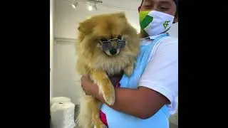 Pet Grooming / Book your pet for a Spa day