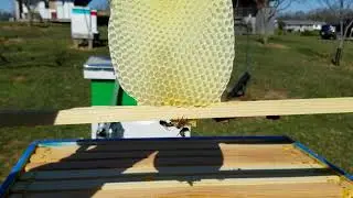 Bees drawing drone comb in the honey super