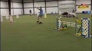 Electra, AKC Agility; Excellent Jumps with Weaves (JWW) Q1