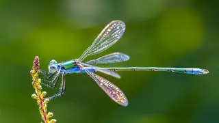 Names of 64 Insects & Small Animals in Nature | Learn with Sounds