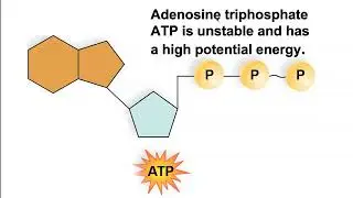 6.2 Metabolic Reactions and Energy Transformations