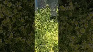 The bee's and the wasps are loving my poached egg plant (Limnanthes douglasii)