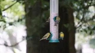 A brief visit to Setthorns, Camping in the Forest Site, the New Forest, UK