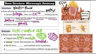 Bone Structure  Microscopic Anatomy