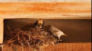 Birds in Nest, Free Stock Footage, No Copyright Video, No Copyright Stock Video Clip
