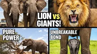 Incredible Elephant Moments! 🐘 / The Mighty Giants / Elephant Safari. #wildlife #elephant 