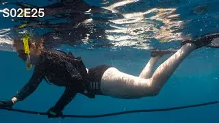 Florida Shark diving