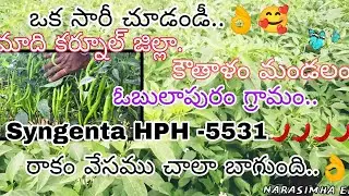 నేను Syngenta HPH-5531 seed వేసాను చాలా బాగుంది మా వీడియోని like చేయండి subscribe చేయండి ఫ్రెండ్స్.👍