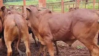 Desmama SINDI