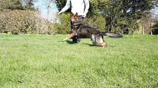 Dog Tricks Leg weave part one German Shepherd