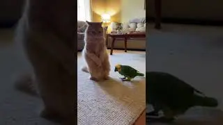 Unbelievable! Dog & Parrot Dancing Together 🐶🦜 #cat #catvideos #parrot #funny