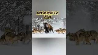 Wolves vs Wild Beasts &mdash; #WolvesVsWild #PredatorShowdown #WildlifeClash